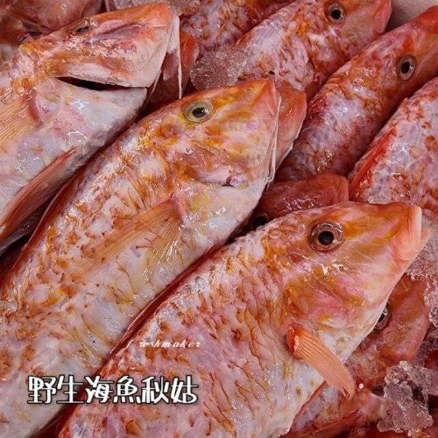 鮮味工坊,秋姑(生鮮 - 野生海魚)(又叫秋哥)
