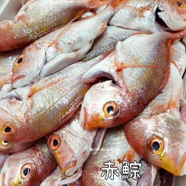 200海魚～赤鯮魚「黃牙鯛」(生鮮),鮮味工坊