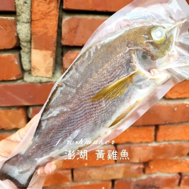 一支釣～黃雞魚(生鮮),鮮味工坊