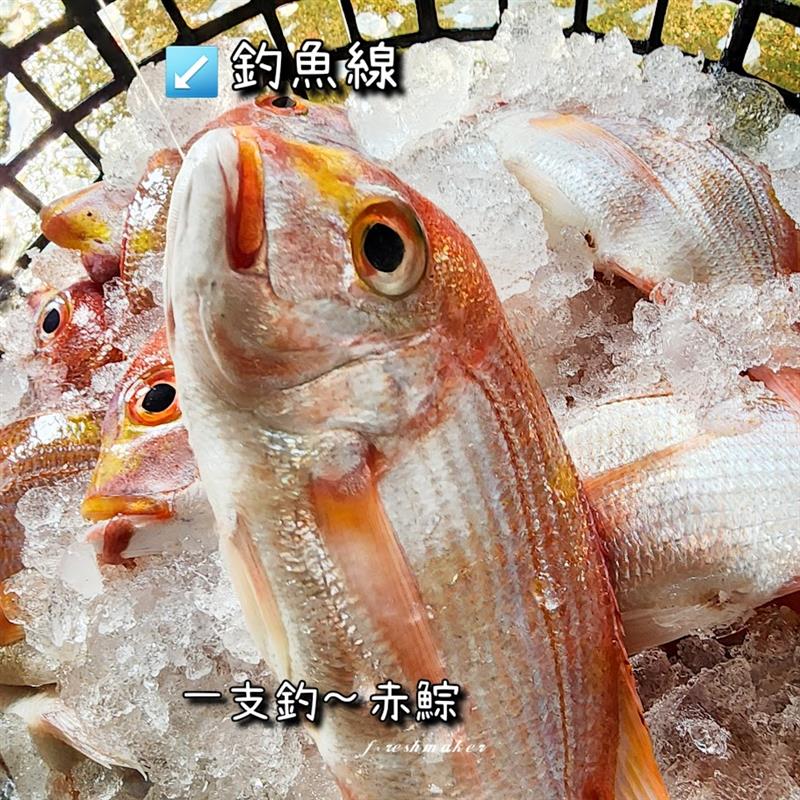 鮮味工坊,200海魚～赤鯮魚「黃牙鯛」(生鮮)