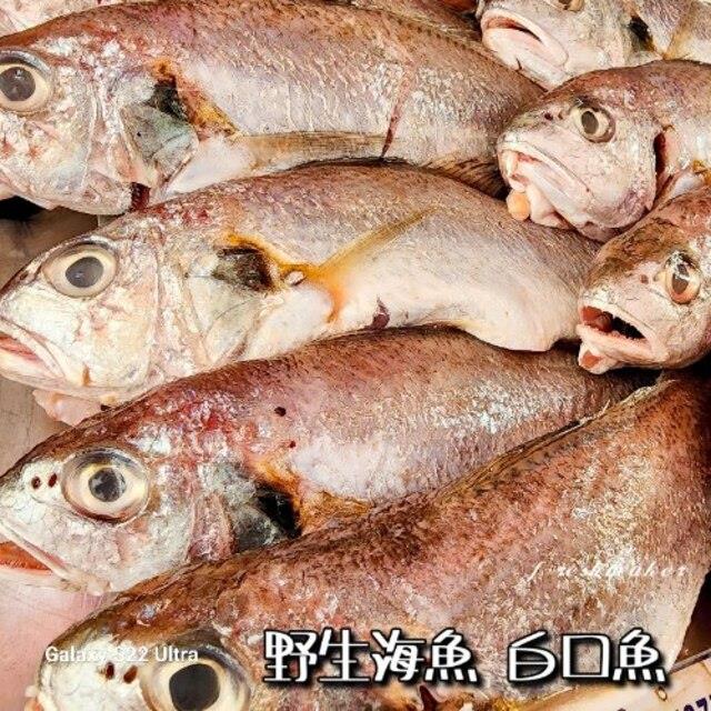鮮味工坊,白口魚(生鮮 - 野生海魚)